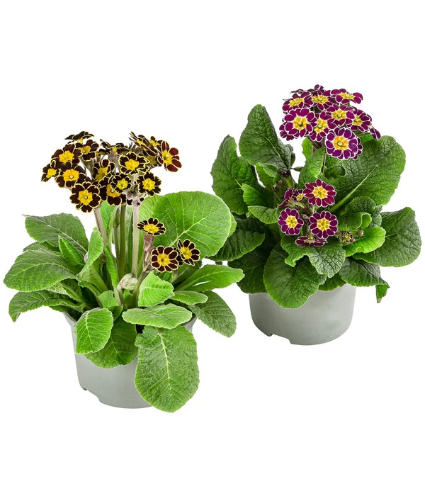 Primel 'Victoriana', Verschiedene Farben 1 Primel 'Victoriana', Verschiedene Farben