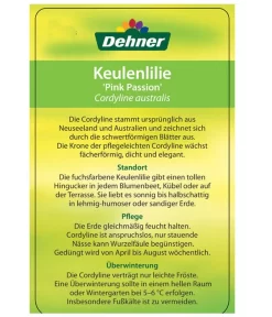 Keulenlilie 'Pink Passion' -Gartenbedarf Geschäft 8261828 CorylinePinkPassionEtikett2