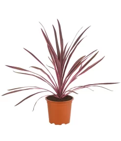 Keulenlilie 'Pink Passion'