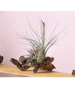 Tillandsien-Arrangement Auf Wurzelbaum - Tillandsia Hybride, 3-teilig -Gartenbedarf Geschäft 8270332 WE MO 001 TIllandsienAufMopaniwurzelXXL5PflanzenDehnerExpressHerzig