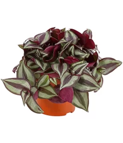 Dreimasterblume - Tradescantia Zebrina 'Pink Joy'