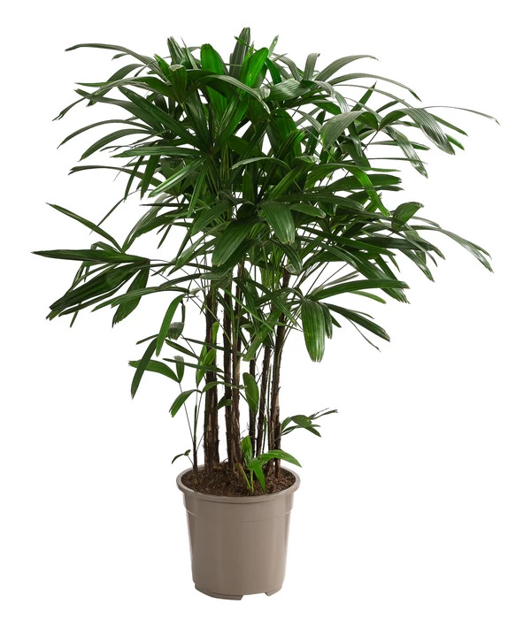 Steckenpalme - Rhapis Excelsa 1 Steckenpalme - Rhapis Excelsa