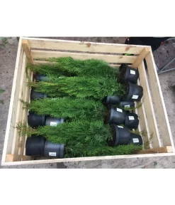 31 Meter Lebensbaum 'Smaragd', 125 X Ca. 40-60 Cm -Gartenbedarf Geschäft 8295149 WE FS 001 ThujaPalette3Liter