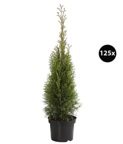 31 Meter Lebensbaum 'Smaragd', 125 X Ca. 40-60 Cm