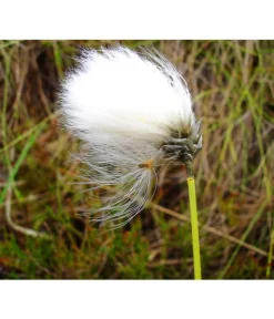 Schmalblättriges Wollgras -Gartenbedarf Geschäft 8311383 BildFS 001 SchmalblaettrigesWollgrasEriophorumAngustifolium