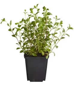 Rotes Teppich-Seifenkraut