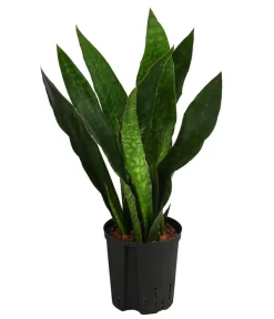 Bogenhanf - Sansevieria Trifasciata 'Jade', Hydrokultur