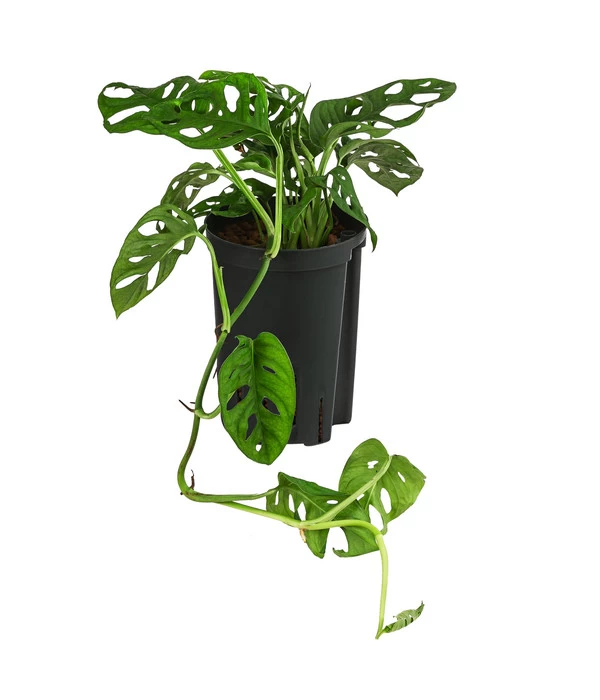 Fensterblatt - Monstera Obliqua, Hydrokultur 1 Fensterblatt - Monstera Obliqua, Hydrokultur