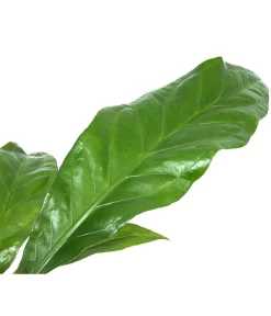 Blattanthurie - Anthurium Ellipticum 'Jungle King', Hydrokultur -Gartenbedarf Geschäft 8425381 WE DE 001 AnthuriumJunglebush1519H50