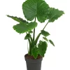 Pfeilblatt - Alocasia Gageana 'California'