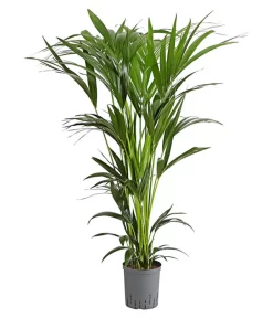 Kentia-Palme, Howea Forsteriana, Hydrokultur