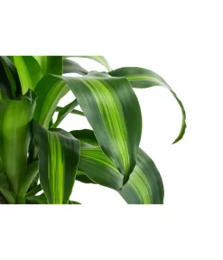 Drachenbaum - Dracaena Fragrans 'Massangeana', In Keramik -Gartenbedarf Geschäft 8478695 WE DE 001 DracaenaMassangeanaT21KeramikAmberEarth