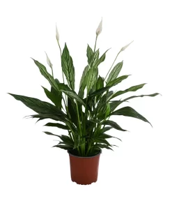 Einblatt - Spathiphyllum 'Silver Cupido'