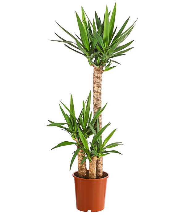 Yucca-Palme - Yucca Elephantipes 1 Yucca-Palme - Yucca Elephantipes