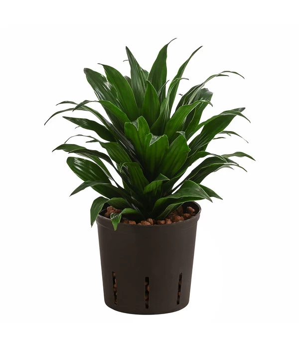 Drachenbaum - Dracaena Compacta, Hydrokultur 1 Drachenbaum - Dracaena Compacta, Hydrokultur
