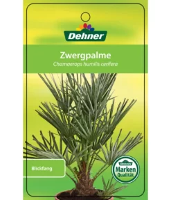 Blaue Zwergpalme 6 Blaue Zwergpalme -Gartenbedarf Geschäft 8584401 Chamaeropshumiliscerifera 15112016 1