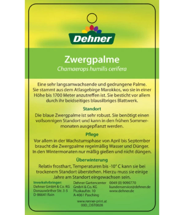 Blaue Zwergpalme 4 Blaue Zwergpalme – Bild 4