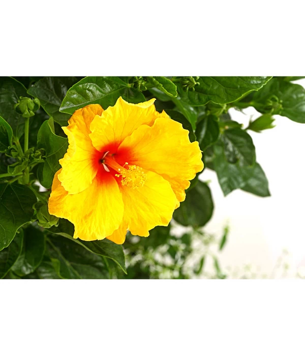 Pflanzen-Duo Roseneibisch Mit Zauberschnee 2 Pflanzen-Duo Roseneibisch Mit Zauberschnee – Bild 2