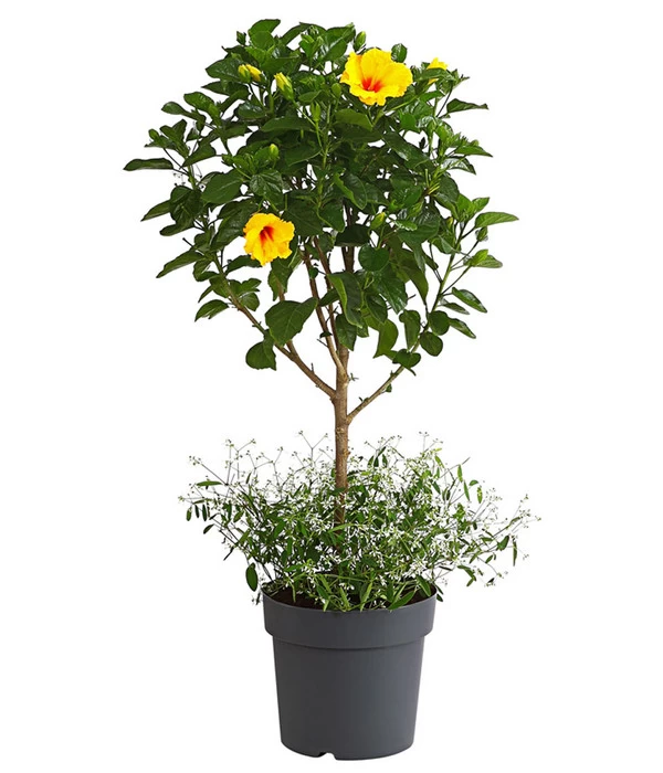 Pflanzen-Duo Roseneibisch Mit Zauberschnee 1 Pflanzen-Duo Roseneibisch Mit Zauberschnee