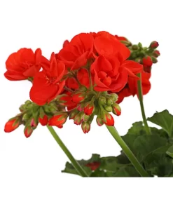Geranie, Stämmchen, Verschiedene Farben -Gartenbedarf Geschäft 8587818 PR DE 001 PelargoniumStammT17DehnerExpressHerzig