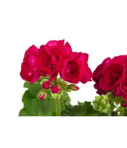 Geranie, Stämmchen, Verschiedene Farben -Gartenbedarf Geschäft 8587818 WE DE 001 GeraniePelargoniumStammMixT17