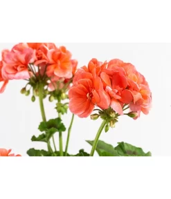Geranie, Stämmchen, Verschiedene Farben -Gartenbedarf Geschäft 8587818 WE DE 002 GeraniePelargoniumStammMixT17