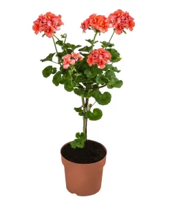 Geranie, Stämmchen, Verschiedene Farben -Gartenbedarf Geschäft 8587818 WE FS 002 GeraniePelargoniumStammMixT17