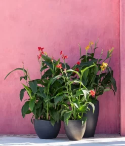 Indisches Blumenrohr, Verschiedene Sorten 10 Indisches Blumenrohr, Verschiedene Sorten -Gartenbedarf Geschäft 8594798 WE MO 001 CannaIndicaMixT23