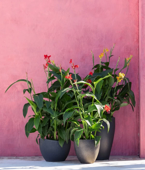 Indisches Blumenrohr, Verschiedene Sorten 4 Indisches Blumenrohr, Verschiedene Sorten – Bild 4