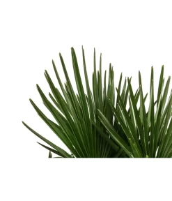 Hanfpalme, Multistamm -Gartenbedarf Geschäft 8607855 WE DE 001 HanfpalmeTrachycarpusFortuneiT36