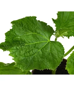 Bio Schlangengurke Im Pottburri®-Topf -Gartenbedarf Geschäft 8611287 WE DE 001 BioPBSchlangengurke