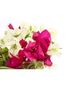 Drillingsblumen-Duo, Spalier -Gartenbedarf Geschäft 8618258 PR DE 001 BougainvilleaTwinSpalier19DehnerExpressHerzig