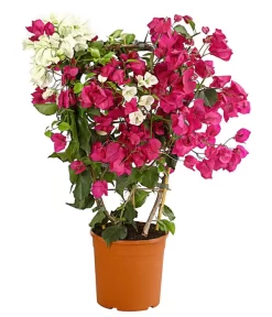 Drillingsblumen-Duo, Spalier