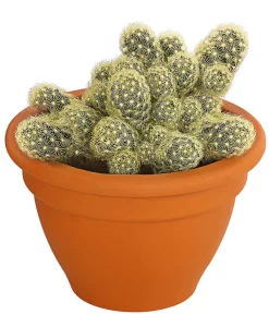 Warzenkaktus - Mammillaria Elongata 'Lemon', Im Tontopf