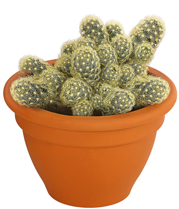 Warzenkaktus - Mammillaria Elongata 'Lemon', Im Tontopf 1 Warzenkaktus - Mammillaria Elongata 'Lemon', Im Tontopf