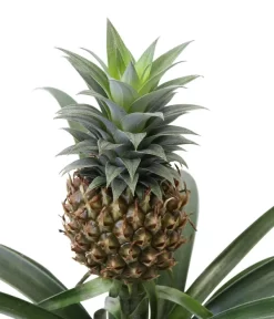 Ananaspflanze - Ananas Comosus, In Keramik -Gartenbedarf Geschäft 8627978 WE DE 001 AnanaspflanzeInKeramik