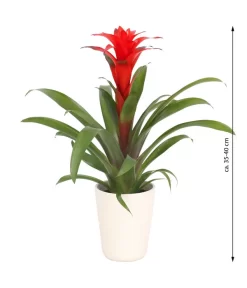 Guzmanie - Guzmania Calypso, In Keramik -Gartenbedarf Geschäft 8628018 WE FS 003 GuzmaniaCalypsoInKeramik