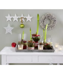 Amaryllis - Hippeastrum-Hybride -Gartenbedarf Geschäft 8646994 8700809 WE MO 001 Amaryllis 009