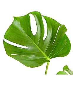 Fensterblatt - Monstera Deliciosa 7 Fensterblatt - Monstera Deliciosa -Gartenbedarf Geschäft 8648255 PR DE 001 FensterblattMonsteraDeliciosaT21DehnerExpressHerzig