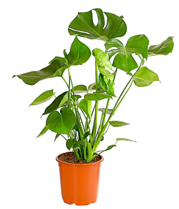 Fensterblatt - Monstera Deliciosa 1 Fensterblatt - Monstera Deliciosa