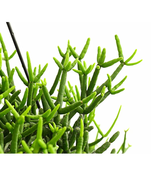 Korallenkaktus - Rhipsalis Baccifera 'Oasis', Ampel 2 Korallenkaktus - Rhipsalis Baccifera 'Oasis', Ampel – Bild 2