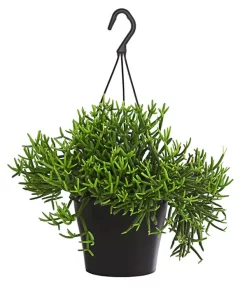 Korallenkaktus - Rhipsalis Baccifera 'Oasis', Ampel