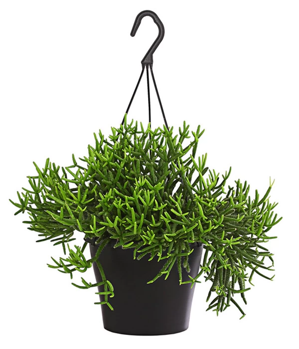 Korallenkaktus - Rhipsalis Baccifera 'Oasis', Ampel 1 Korallenkaktus - Rhipsalis Baccifera 'Oasis', Ampel