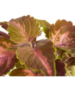 Buntnessel - Solenostemon Scutellarioides, Verschiedene Sorten -Gartenbedarf Geschäft 8652299 PR DE 002 Coleus4SortenMixT12DehnerExpressZS