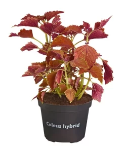 Buntnessel - Solenostemon Scutellarioides, Verschiedene Sorten -Gartenbedarf Geschäft 8652299 PR FS 001 Coleus4SortenMixT12DehnerExpressZS
