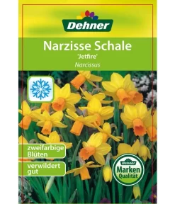 Narzisse 'Jetfire', Schale 6 Narzisse 'Jetfire', Schale -Gartenbedarf Geschäft 8662363 Narcissus Jetfire Schale 2016 1