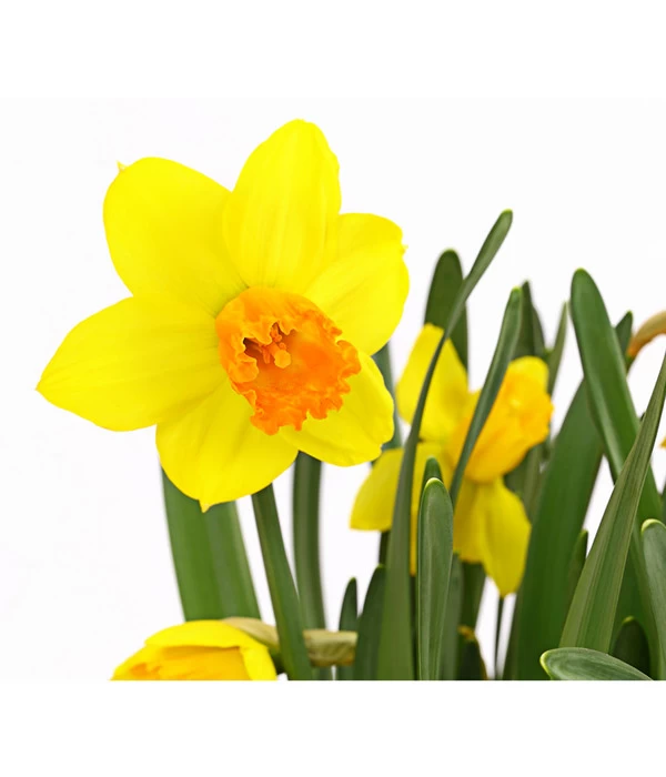 Narzisse 'Jetfire', Schale 2 Narzisse 'Jetfire', Schale – Bild 2