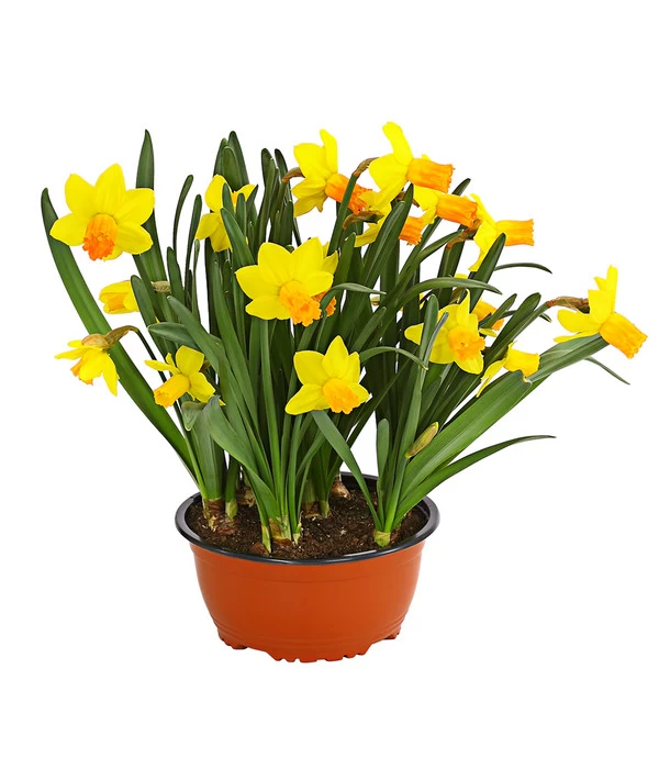 Narzisse 'Jetfire', Schale 1 Narzisse 'Jetfire', Schale