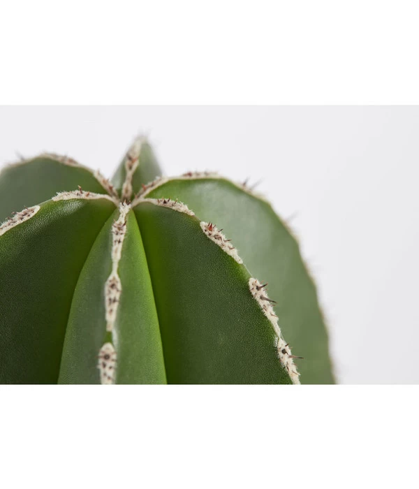 Perlbandkaktus - Marginatocereus Marginatus 2 Perlbandkaktus - Marginatocereus Marginatus – Bild 2