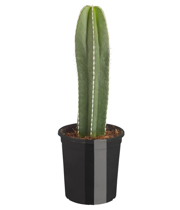 Perlbandkaktus - Marginatocereus Marginatus 1 Perlbandkaktus - Marginatocereus Marginatus